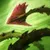 TFT15_ZyraGraspingPlant